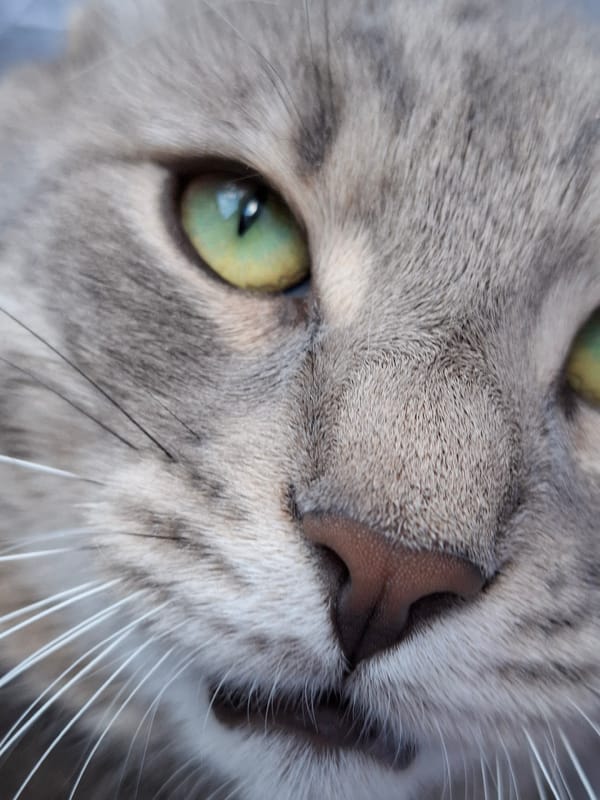 Grey tabby cat observed lounging around Zemun residence for hour