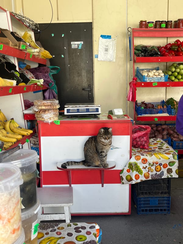 Daily life scenes captured in Sevastopol: market cat, gym workout
