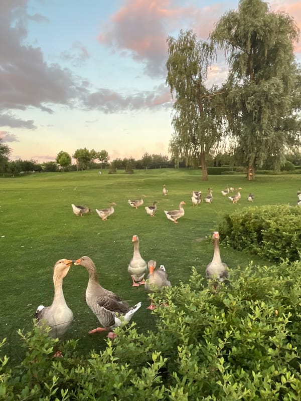 Dusk along the Dnipro embankment: flowers, geese, and soft summer light