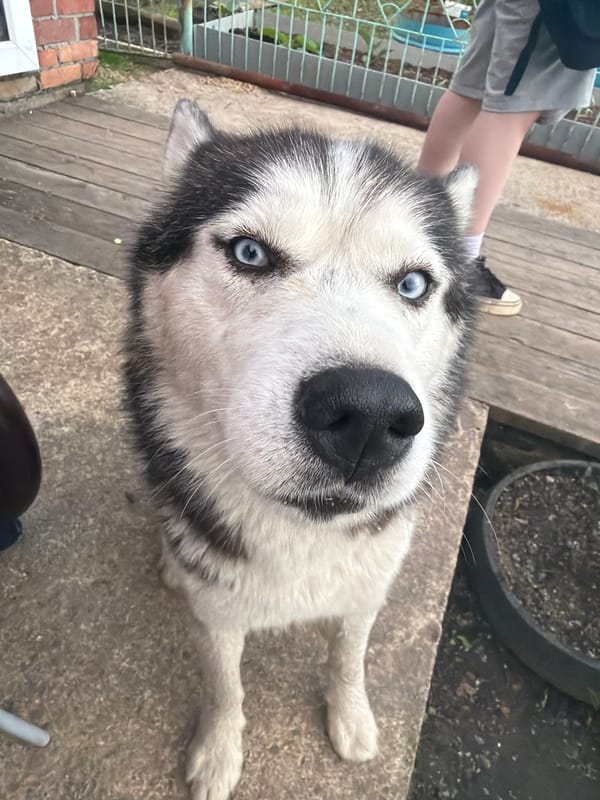 Blue-eyed Husky documented in residential garden during afternoon hours