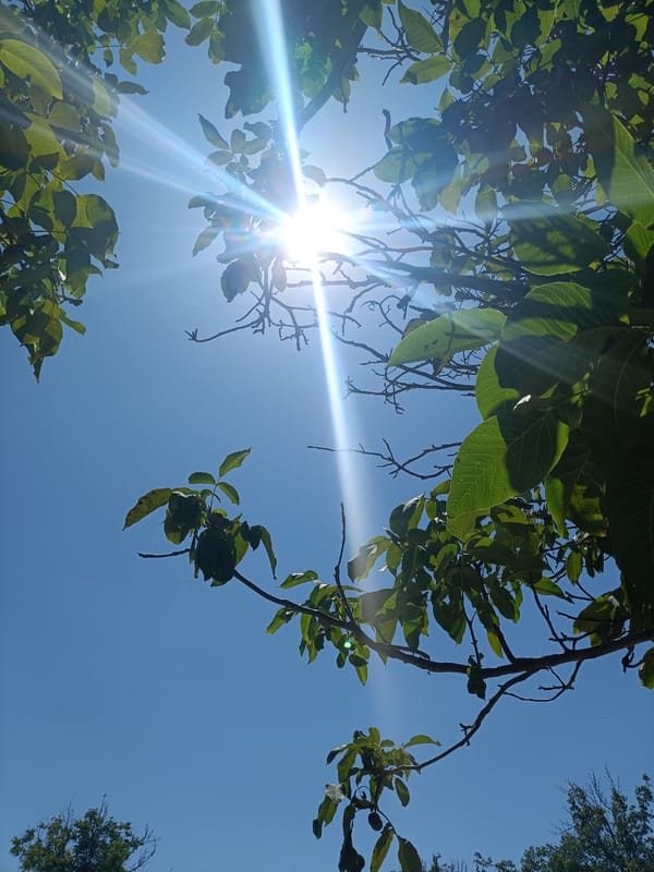 Sunny morning garden shots: sun through leaves, strawberries, cucumbers