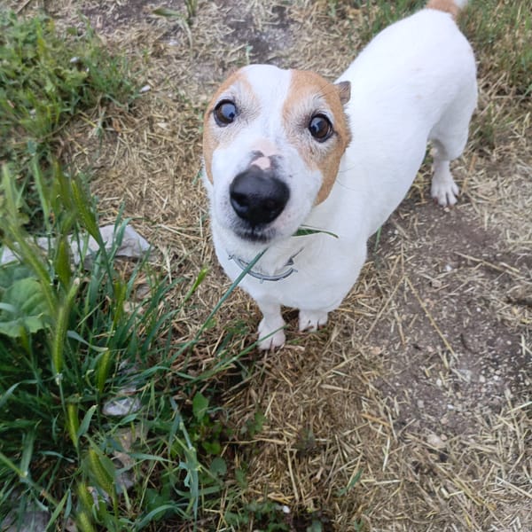 Jack Russell Terrier spotted in Sevastopol field