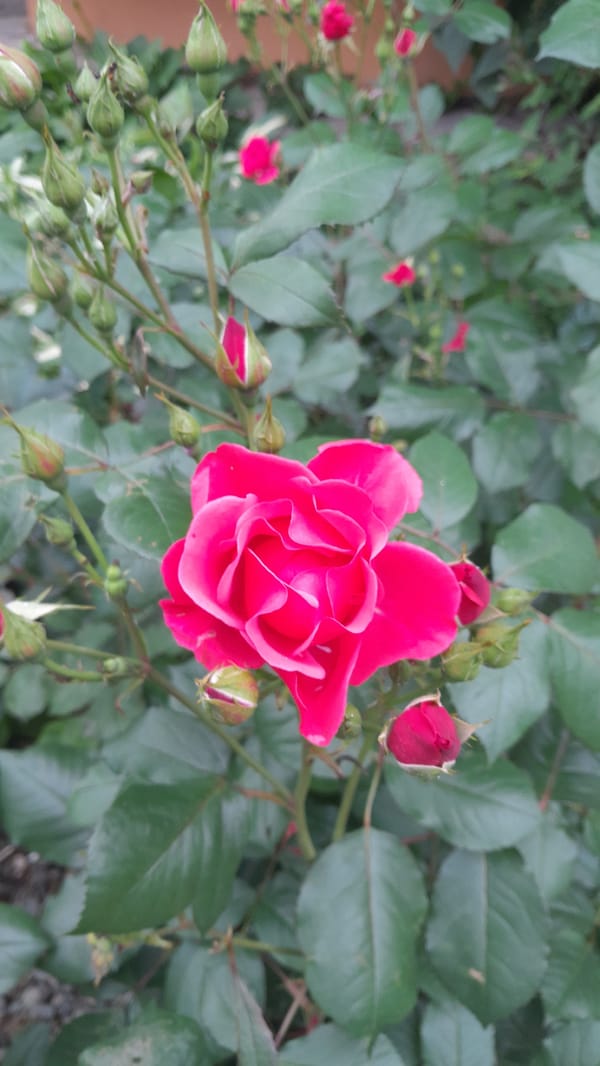 Afternoon garden documentation captures roses, trees, outdoor details