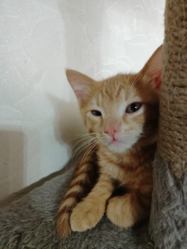 Morning pet activity in Almaty multi-animal household