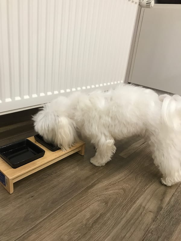 Ternopil resident documents beloved white Maltese dog in home