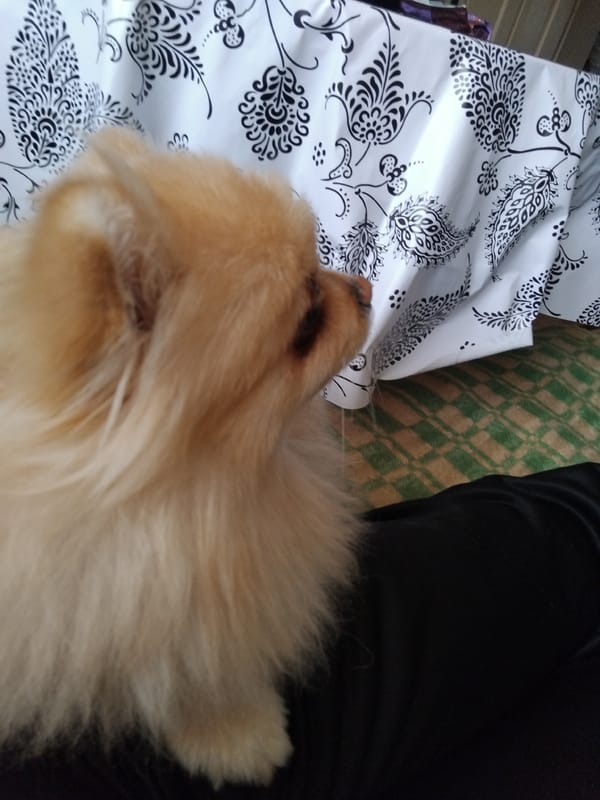 Pomeranian dog naps captured in 30 photos in Bulgaria