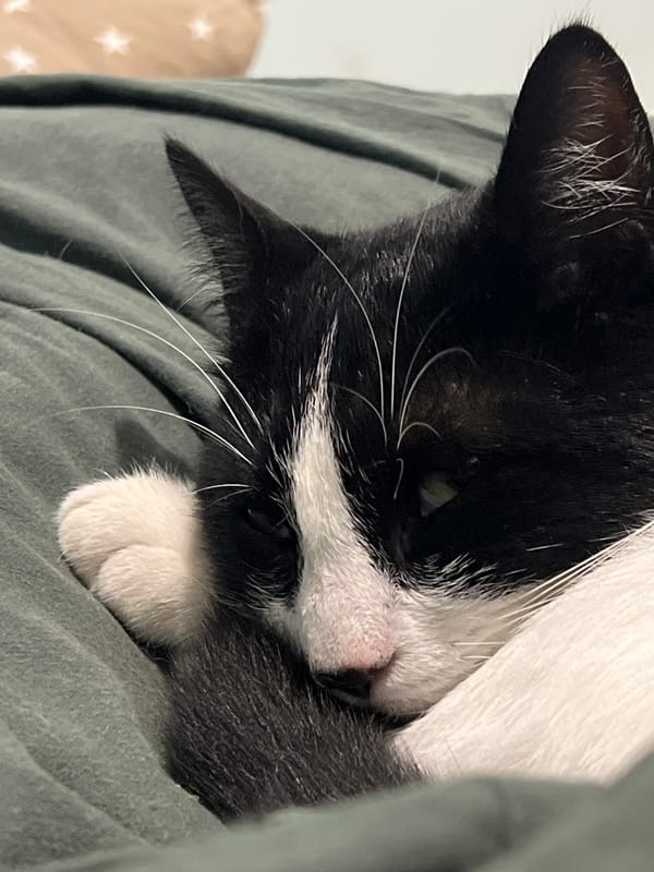 Cozy cat evening in Smolenskaya with lounging pets