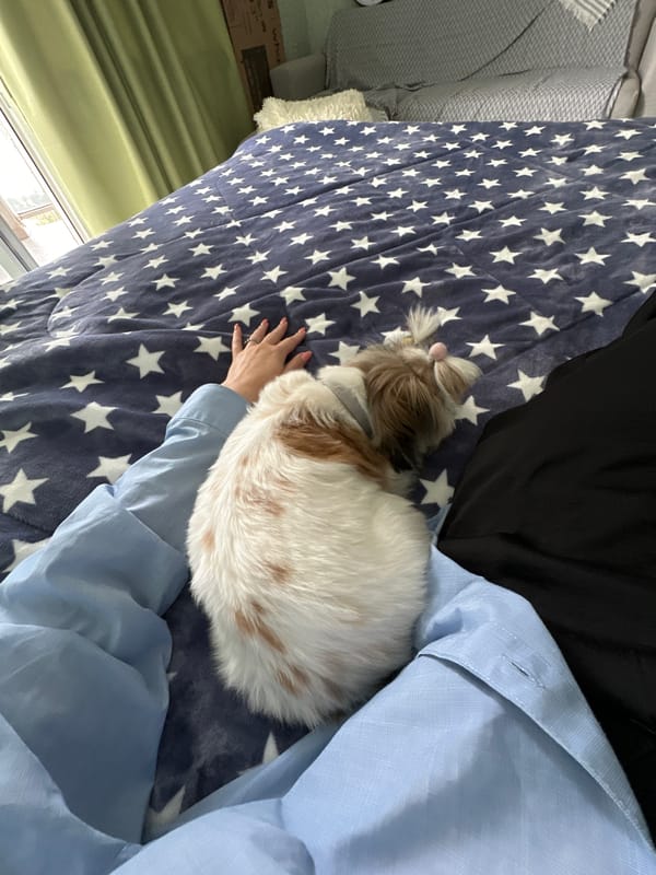 Shih Tzu dog spotted during early morning hours in Batumi
