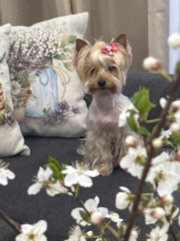 Witness captures pets, indoor scenes, mountain views during April evening