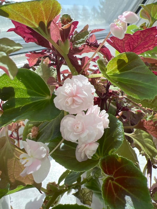 Indoor garden documented at Russian sanatorium facility
