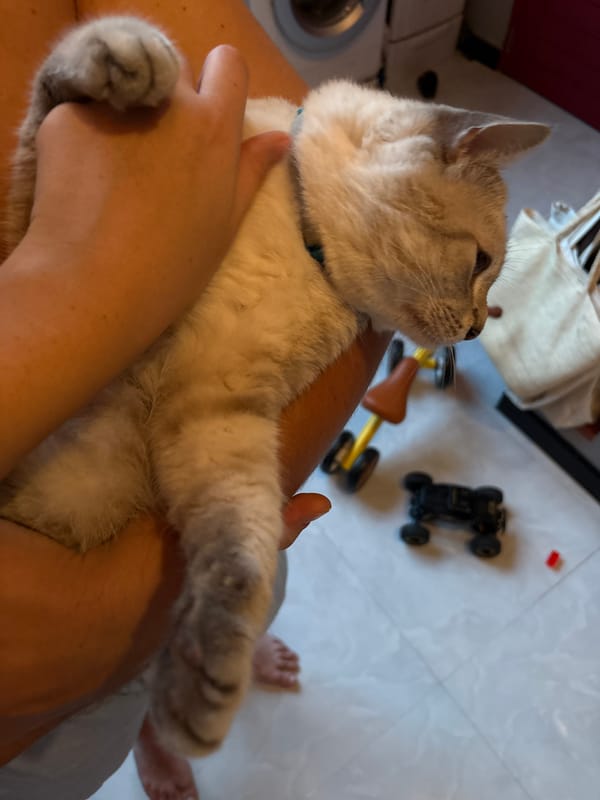 Family morning in Choeng Thale with cats and errands