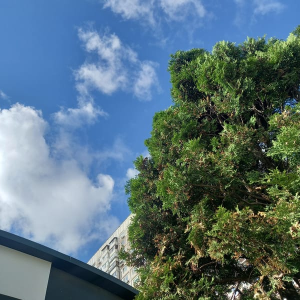 Observer documents trees and juniper bush under cloudy sky