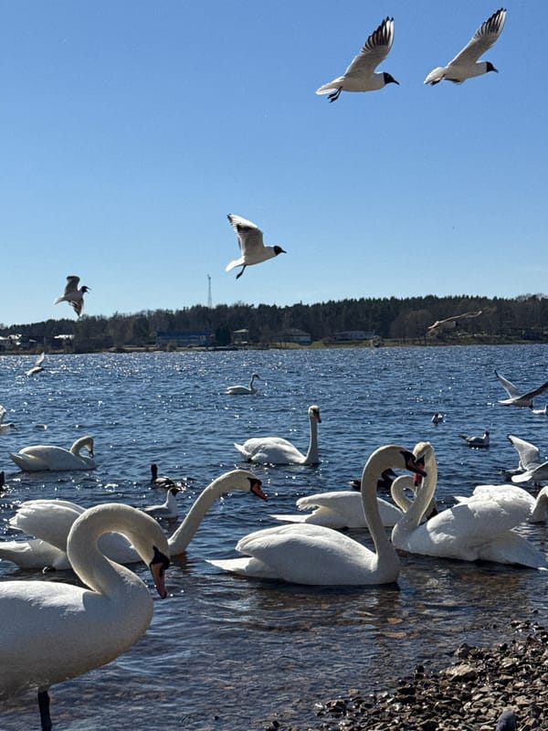 Person feeds swan flock along Riga waterfront