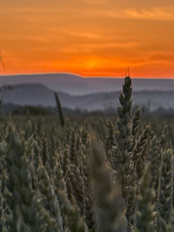 Sunset documented over wheat fields near Strazhitsa, Bulgaria