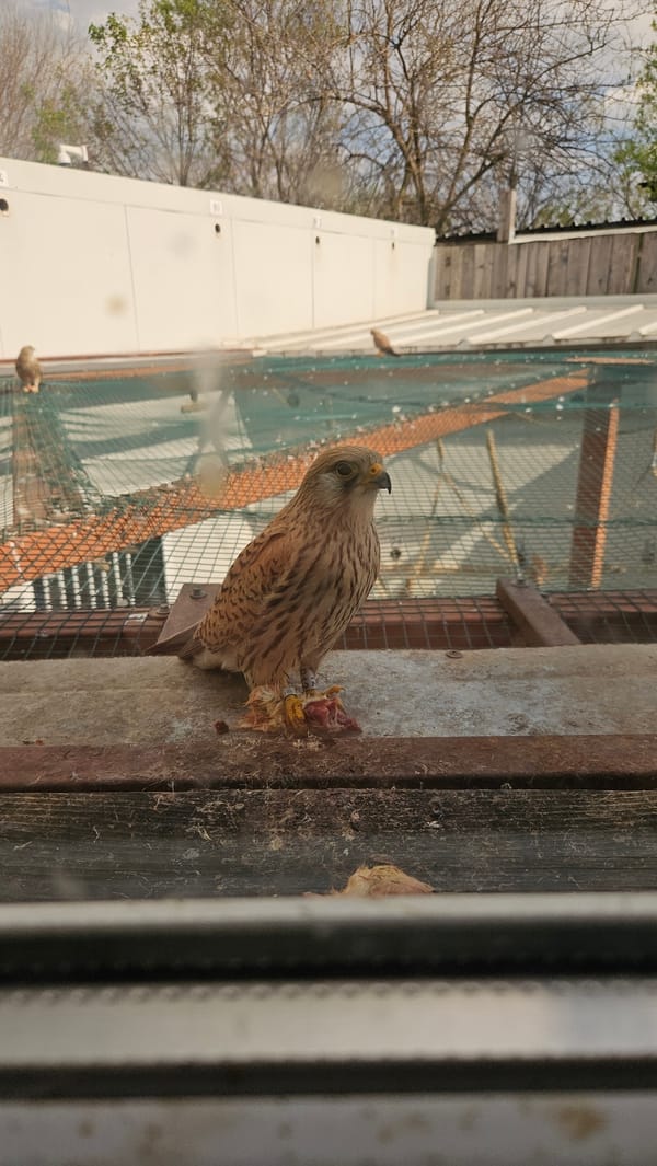 European Kestrel Observed with Prey in Bulgarian Aviary