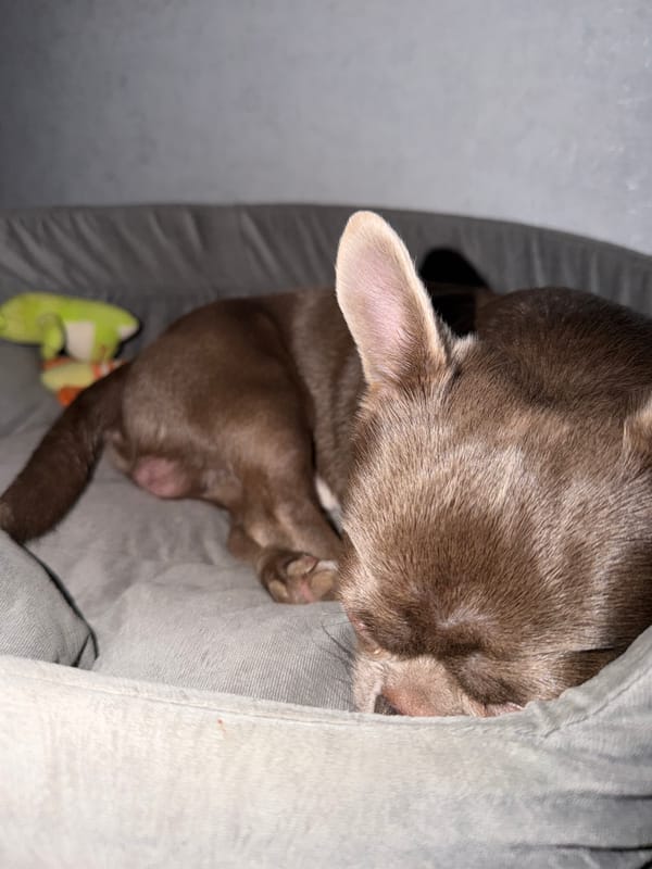 Chihuahua puppy photographed playing and resting in Votkinsk home