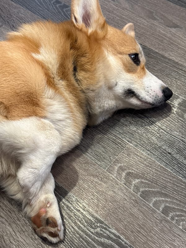 Corgi rests on back in Votkinsk home