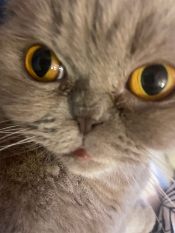 Grey cat with golden eyes photographed in Kavarna