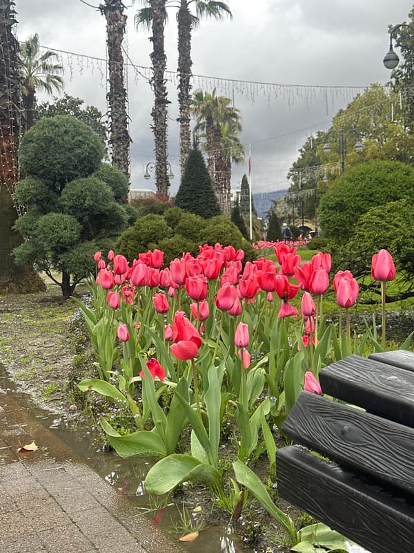Spring tulips bloom in Sochi park after rain
