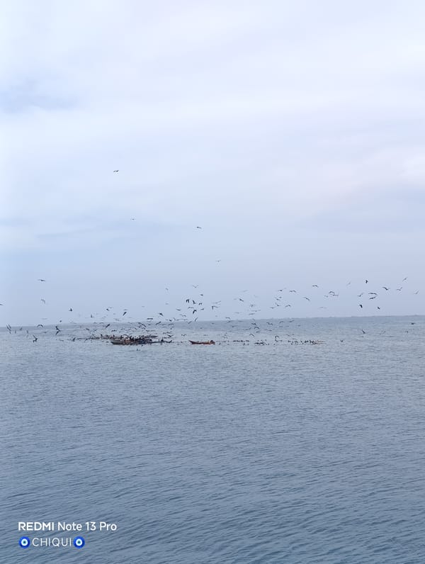 Seabirds flock around fishing boats in Porlamar harbor
