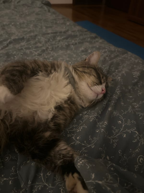 Tabby cat naps belly-up on blue patterned bedding