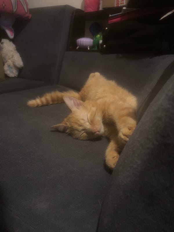 Orange cat sleeps upside down on couch in Nyagan
