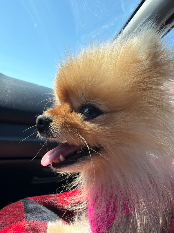 Pomeranian dog and Russian-flagged boat spotted at same location