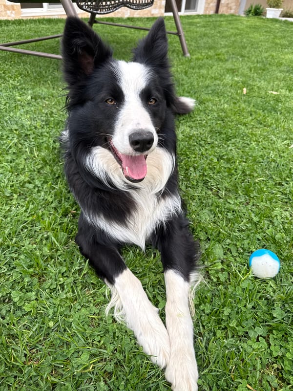 Border Collie plays in yard, cat spotted in Berkovitsa