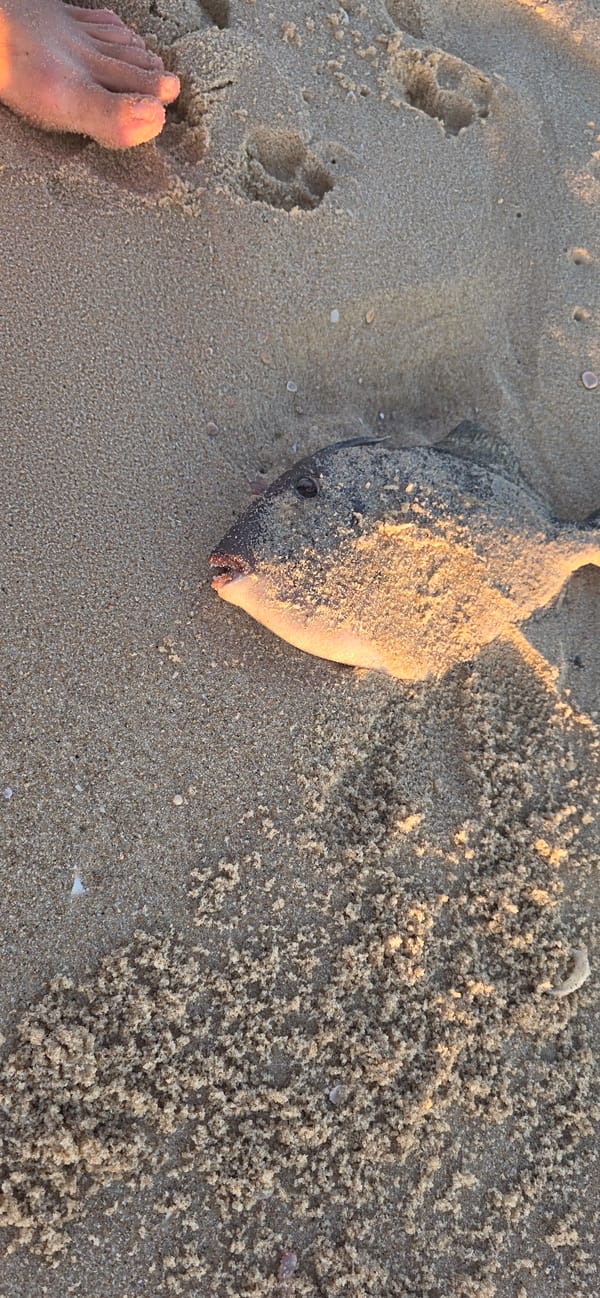Dead fish and a dog on an Ashkelon beach