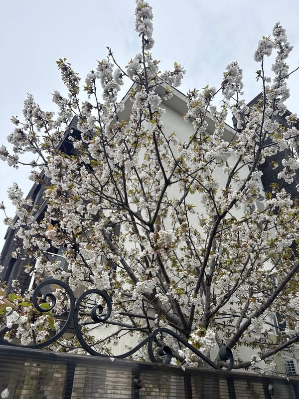 Spring morning captured in Sirius, Russia family home