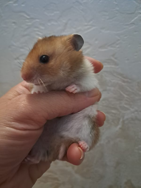 Hamster, home cooking, and city streets on a Sunday afternoon