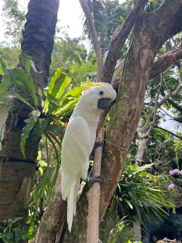 White cockatoo spotted in Sukawati park, Indonesia