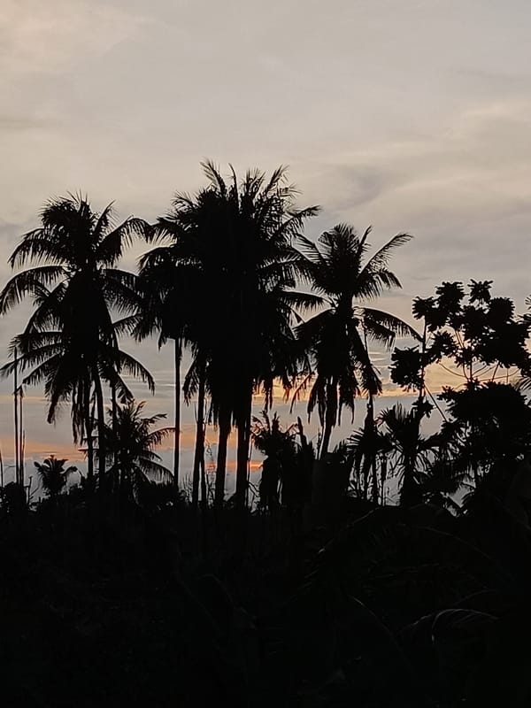 Palm tree silhouettes frame a tropical sunset in Blang Cut