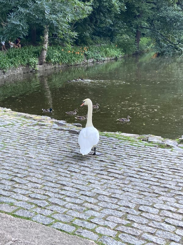 Afternoon at a park: swans, deer, daylilies, and calm water