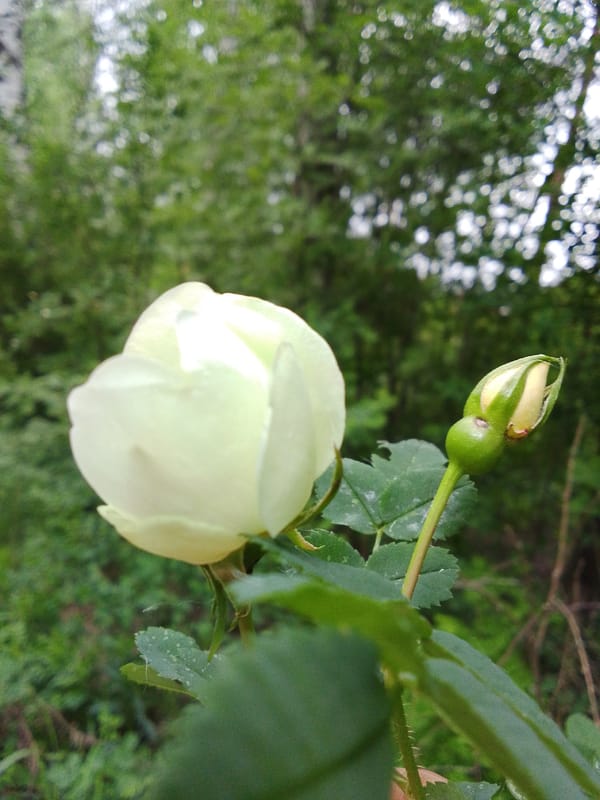 White rose nearing bloom observed in garden setting
