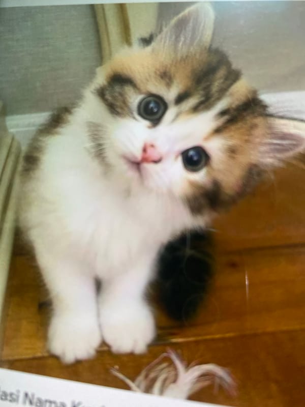 Kitten photo session captured in Ta', Indonesia Saturday morning