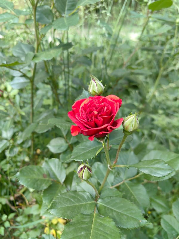 Sofia resident documents roses and street art during afternoon walk