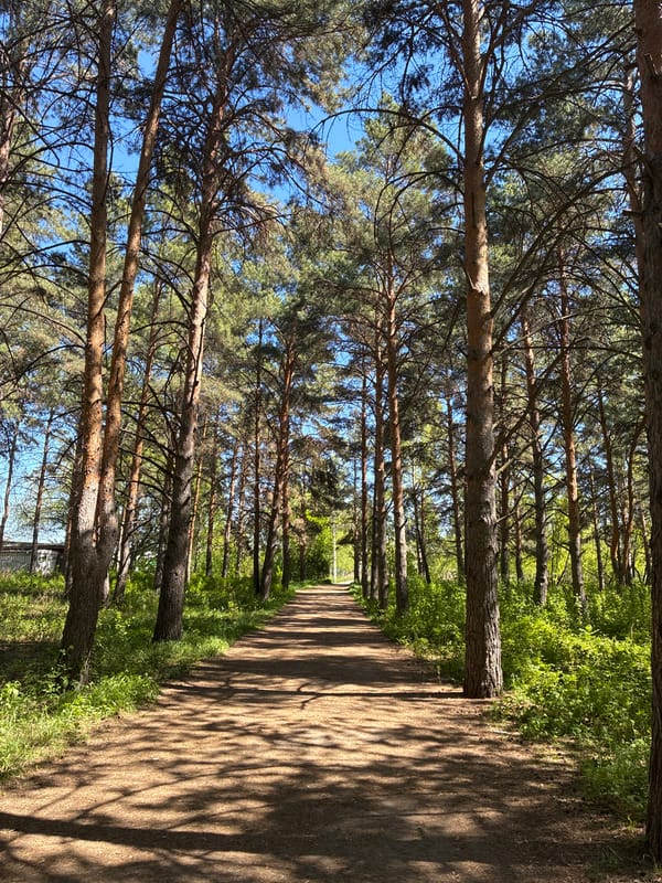 Morning forest walk documented through mixed woodland terrain