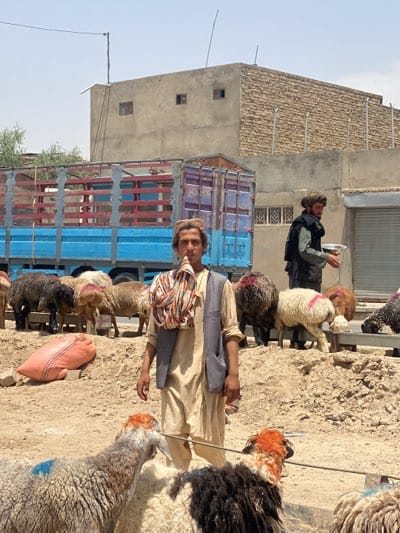 Sheep herders guide marked flock through Kandahar livestock market