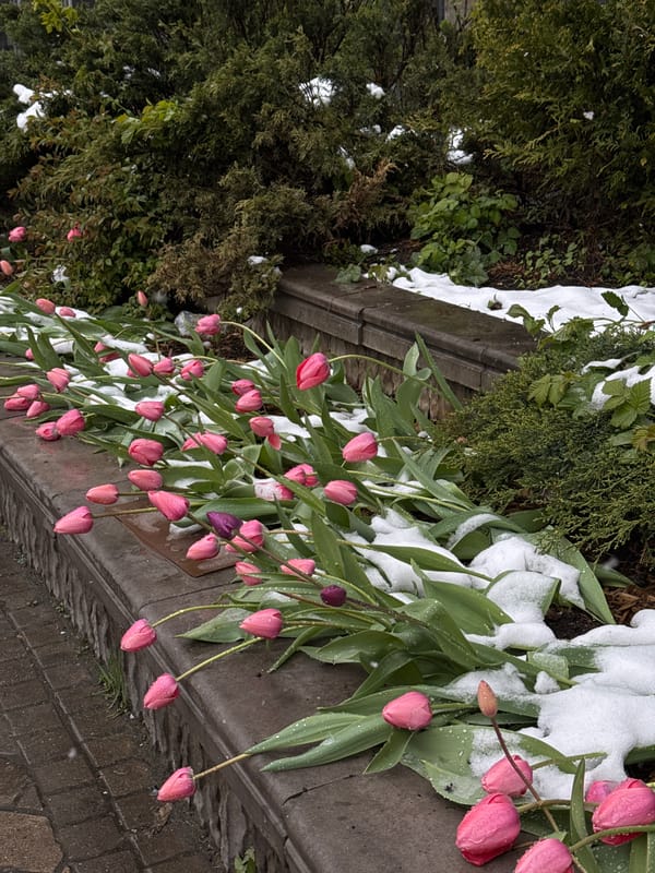 Unseasonable April snowfall blankets Moscow streets and spring flowers