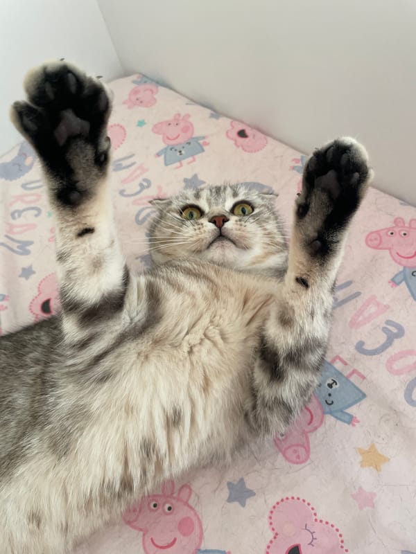 Scottish Fold cat lounges on a Peppa Pig blanket in Vitebsk