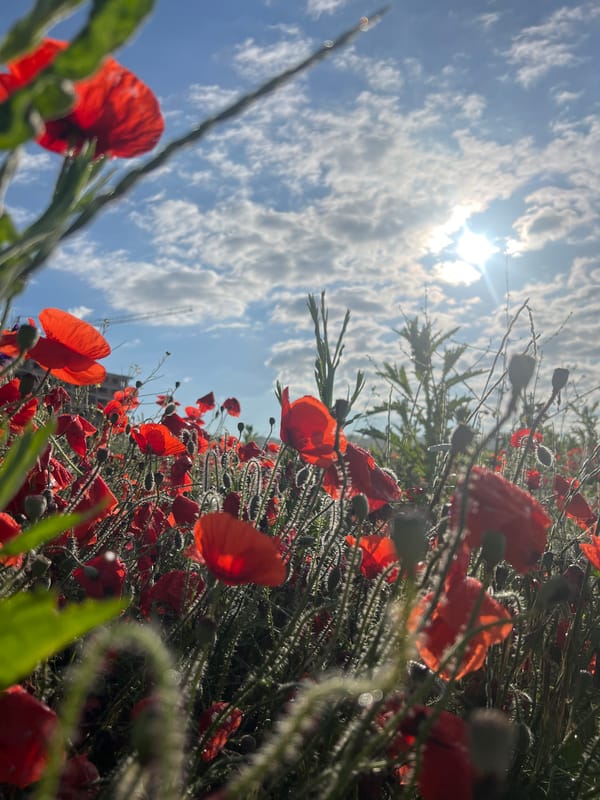 Dawn poppy field photographed with dog, construction backdrop