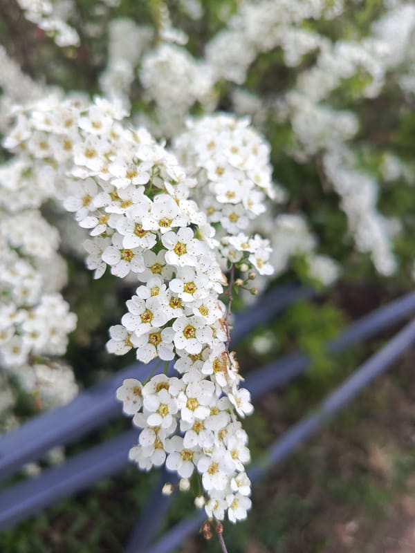 White Spiraea flowers bloom near metal fence