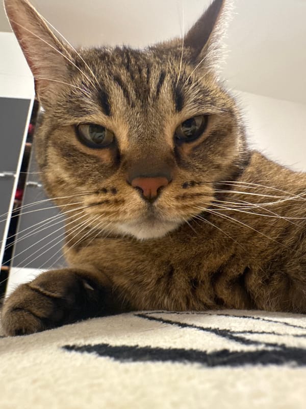 Tabby cat holds eye contact from two cozy spots indoors