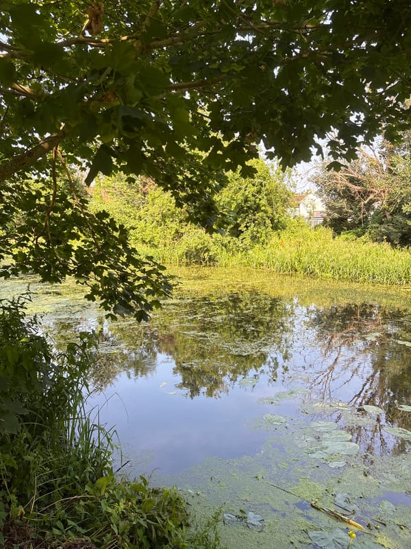 Chelmsford canal edges thick with lily pads and summer growth