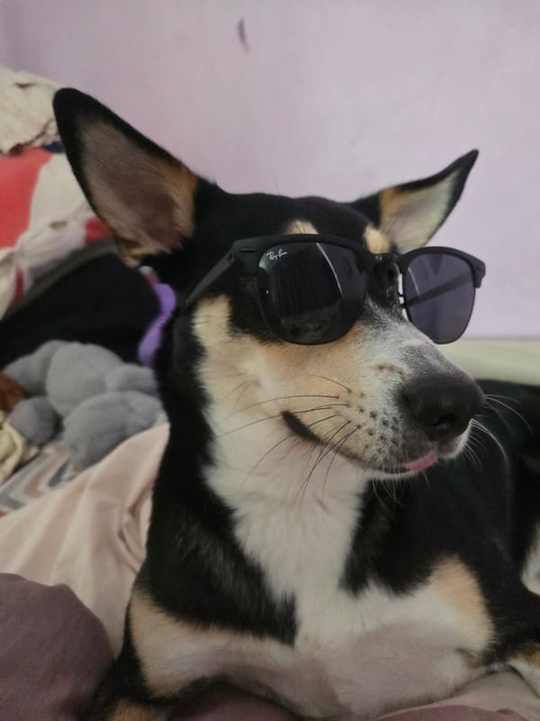 Sofia morning: city streets, hotel exteriors, and a dog in Ray-Bans