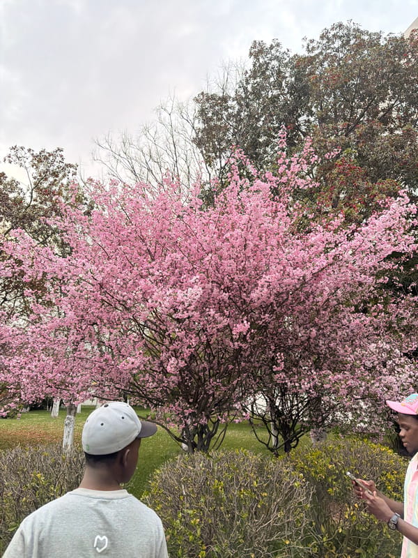 Spring scenes and evening commutes captured across Jiangning District