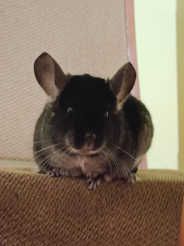 Pet chinchillas receive care and playtime in Ukrainian home