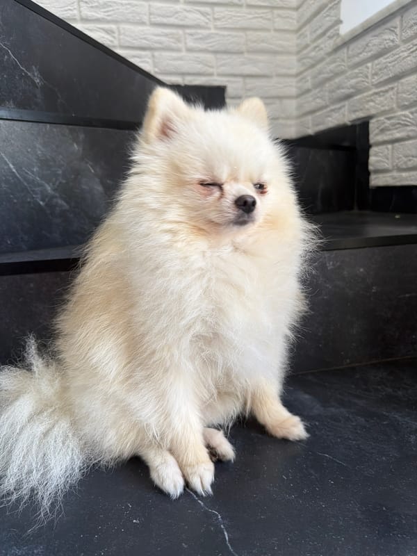 Cream Pomeranian poses on dark indoor stairs