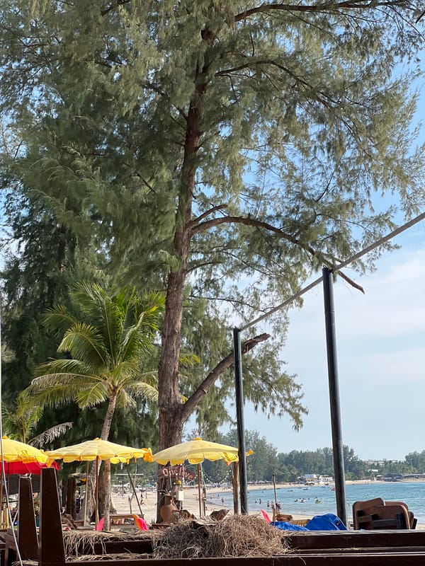 Beachside scene with trees and metal pipes observed
